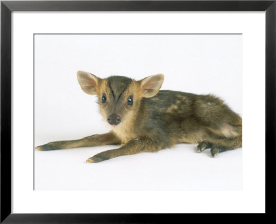Muntjac Fawn, 1-2 Days Old by Les Stocker Pricing Limited Edition Print image
