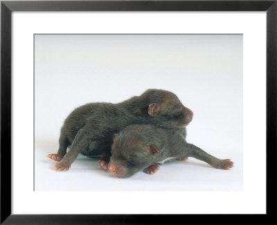 Fox Cubs, 1-2 Days Old by Les Stocker Pricing Limited Edition Print image