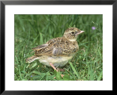 Skylark, Young In Grass by Les Stocker Pricing Limited Edition Print image