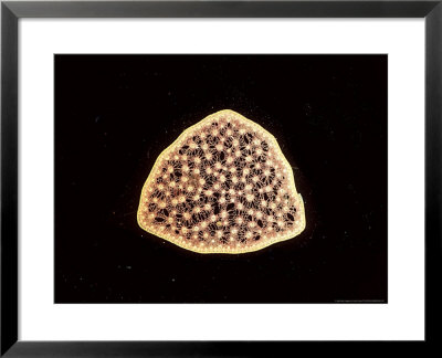 Umbrella Plant by Harold Taylor Pricing Limited Edition Print image