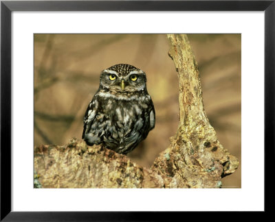 Little Owl, Hampshire by David Tipling Pricing Limited Edition Print image