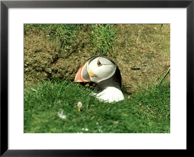 Puffin, Peering Out Of Hole, Shetland by David Tipling Pricing Limited Edition Print image