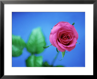 Rose by David Tipling Pricing Limited Edition Print image