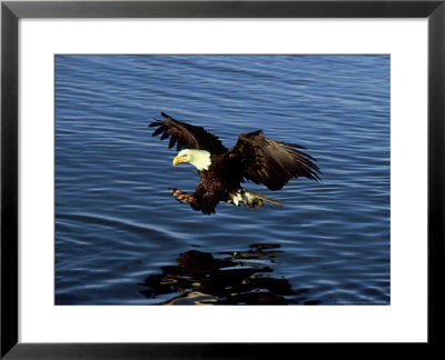 Bald Eagle, Hunting, Usa by David Tipling Pricing Limited Edition Print image