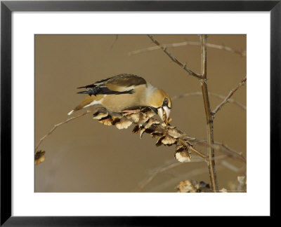 Hawfinch, Feeding On Seeds, Uk by David Tipling Pricing Limited Edition Print image