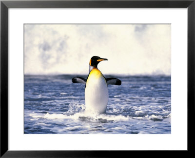 King Penguin, St. Andrews Bay, South Georgia by David Tipling Pricing Limited Edition Print image