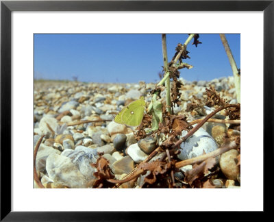 Clouded Yellow, Uk by David Tipling Pricing Limited Edition Print image