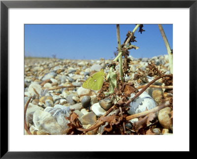 Clouded Yellow, Uk by David Tipling Pricing Limited Edition Print image