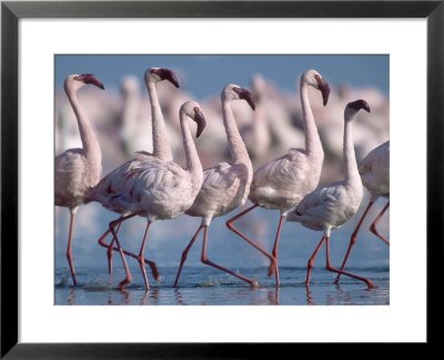 Greater Flamingos, Lake Nakuru, Kenya by Roy Toft Pricing Limited Edition Print image