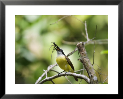 Great Kiskadee, Perched On Branch, Osa Peninsula, Costa Rica by Roy Toft Pricing Limited Edition Print image