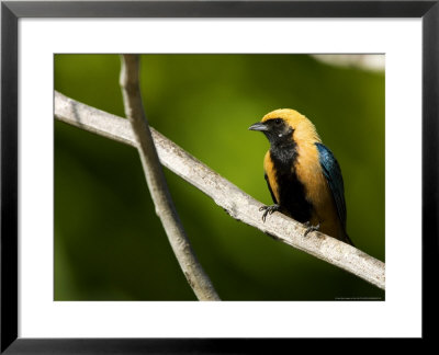 Burnished-Buff Tanager, Male Perched On Branch, Brazil by Roy Toft Pricing Limited Edition Print image