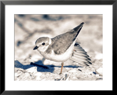 Piping Plover, Charadrius Melodius, Winter Plumage by Tom Ulrich Pricing Limited Edition Print image