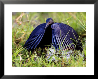 Black Heron Using Its Wings Like An Umbrella To Create Shade And Attract Fish, Tanzania by Ariadne Van Zandbergen Pricing Limited Edition Print image