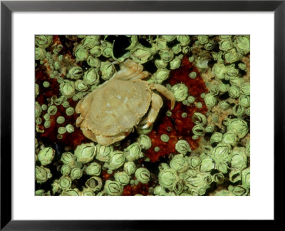 Rock Crab, Me, Usa by Gustav Verderber Pricing Limited Edition Print image