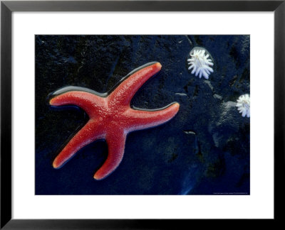 Blood Star, Me, Usa by Gustav Verderber Pricing Limited Edition Print image