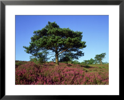 Devils Punch Bowl With Scots Pine And Bell Heather, Uk by Ian West Pricing Limited Edition Print image