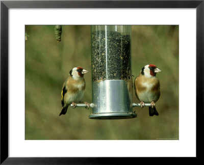 Goldfinch, Pair Feeding On Birdfeeder, Uk by Ian West Pricing Limited Edition Print image