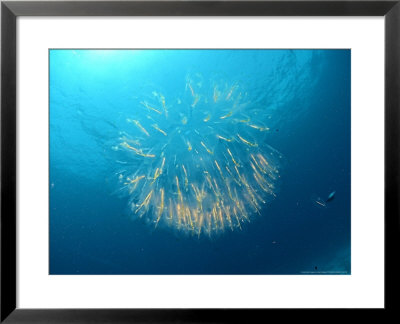 Salp, St. Johns Reef, Red Sea by Mark Webster Pricing Limited Edition Print image