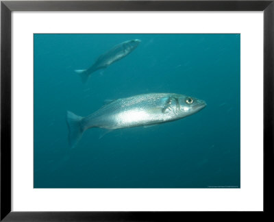 Bass, Underwater, Uk by Mark Webster Pricing Limited Edition Print image