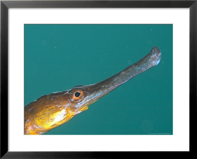 Pipefish, Portrait, Uk by Mark Webster Pricing Limited Edition Print image