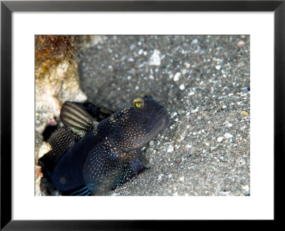 Sail Fin Shrimp Goby, Komodo, Indonesia by Mark Webster Pricing Limited Edition Print image