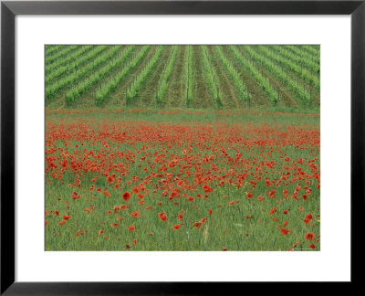 Poppy Field And Vineyard Near Abbazia Di San Antimo, Tuscany, Italy by Lee Frost Pricing Limited Edition Print image