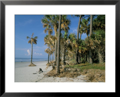 Sub-Tropical Forest And Coastline, Hunting Island State Park, South Carolina, Usa by Duncan Maxwell Pricing Limited Edition Print image