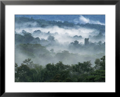 Rain Forest, From Lubaantun To Maya Mountains, Belize, Central America by Upperhall Pricing Limited Edition Print image