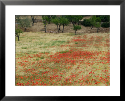 Field Of Poppies, Cisternino, Puglia, Italy by Walter Bibikow Pricing Limited Edition Print image