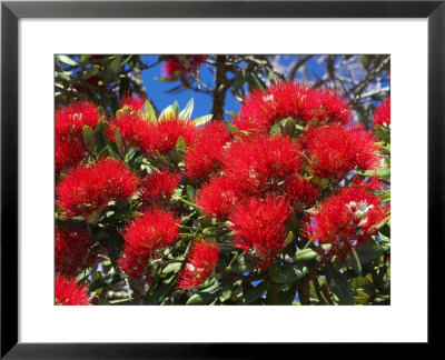 Pohutukawa Flowers by David Wall Pricing Limited Edition Print image
