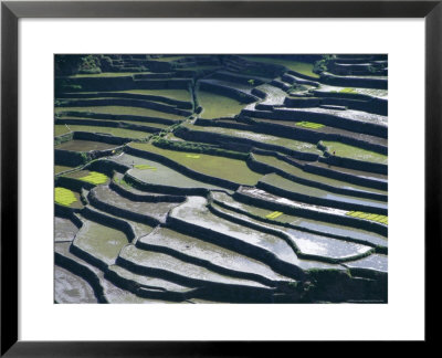 Flooded Rice Terraces, 2000 Years Old, Banaue, Island Of Luzon, Philippines, Southeast Asia, Asia by Maurice Joseph Pricing Limited Edition Print image