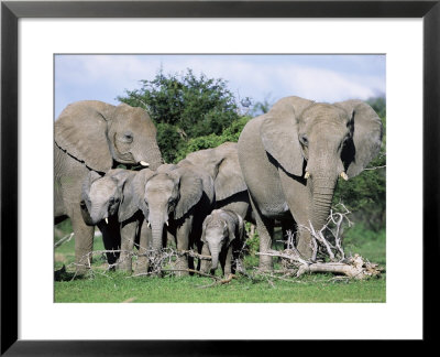 African Elephants, Loxodonta Africana, Maternal Group With Baby, Etosha National Park, Namibia by Ann & Steve Toon Pricing Limited Edition Print image