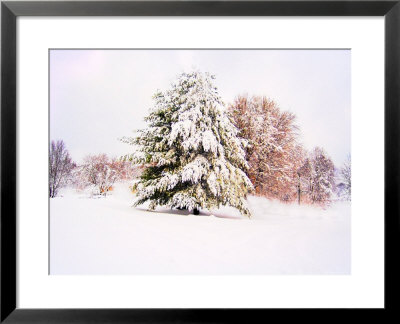 Snow Covered Trees In Winter Landscape by Jan Lakey Pricing Limited Edition Print image