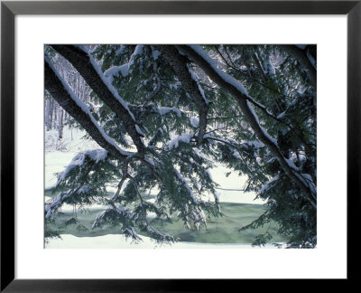 Snow And Eastern Hemlock, New Hampshire, Usa by Jerry & Marcy Monkman Pricing Limited Edition Print image