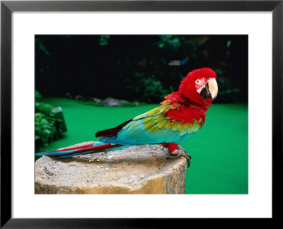 Colourful Parrot At Jurong Bird Park, Singapore by John Elk Iii Pricing Limited Edition Print image