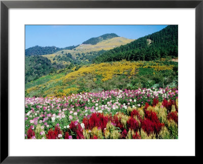 Cultivated And Naturally-Forested Hillsides by Tom Cockrem Pricing Limited Edition Print image