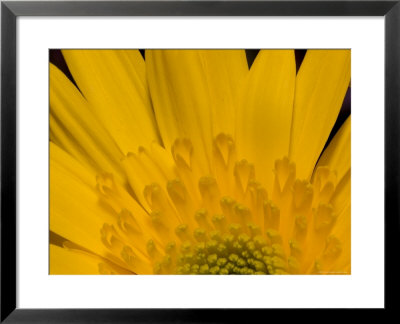 Closeup Of A Yellow Chrysanthemum Flower, Lexington, Massachusetts by Tim Laman Pricing Limited Edition Print image