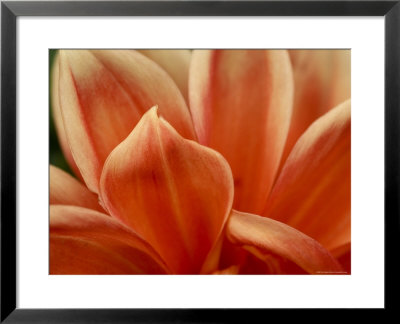 Close View Of Petals Of An Orange Flower, Groton, Connecticut by Todd Gipstein Pricing Limited Edition Print image