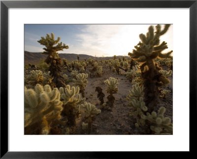 Cholla Garden On The South Side Of The Park, Joshua Tree National Park, California by Michael S. Lewis Pricing Limited Edition Print image