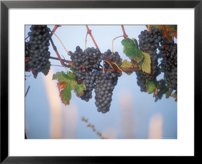 Barbera Grapes Ready For Harvest South Of Tortona In Piemonte, Italy by Michael S. Lewis Pricing Limited Edition Print image