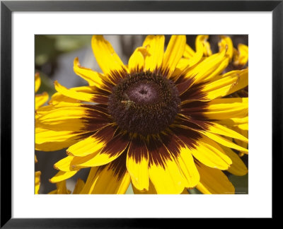 Close-Up Of An Insect On A Flower, Groton, Connecticut by Todd Gipstein Pricing Limited Edition Print image