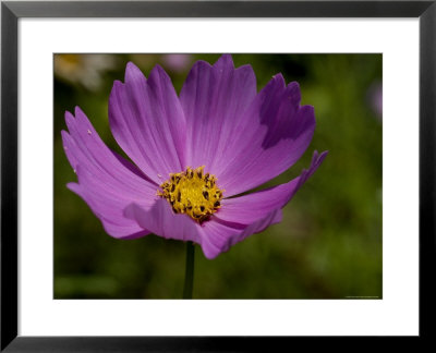 Close-Up Of A Beautiful Purple Flower, Groton, Connecticut by Todd Gipstein Pricing Limited Edition Print image