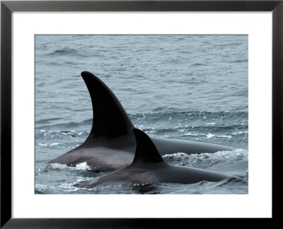 Killer Whales In Johnstone Strait Near Vancounver Island by Ralph Lee Hopkins Pricing Limited Edition Print image
