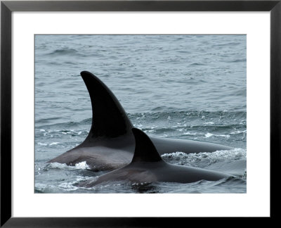 Killer Whales In Johnstone Strait Near Vancounver Island by Ralph Lee Hopkins Pricing Limited Edition Print image