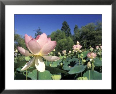 Emperor Lotus Flowers In Kenilworth Aquatic Gardens In Washington, D.C. by Richard Nowitz Pricing Limited Edition Print image