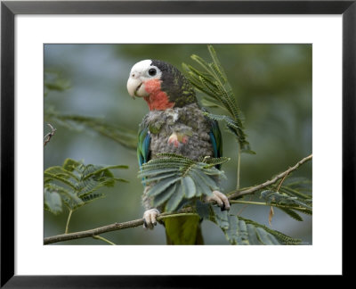 Cuban Amazon At The Sedgwick County Zoo, Kansas by Joel Sartore Pricing Limited Edition Print image
