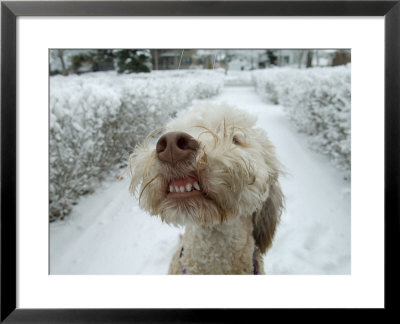 Dog Stands Outside On A Snowy Day In Lincoln, Nebraska by Joel Sartore Pricing Limited Edition Print image