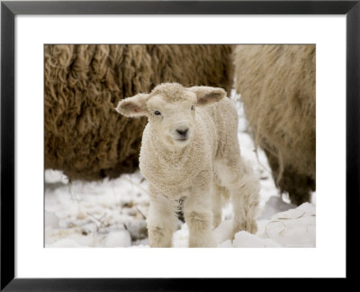 Lamb In The Snow, Massachusetts by Tim Laman Pricing Limited Edition Print image