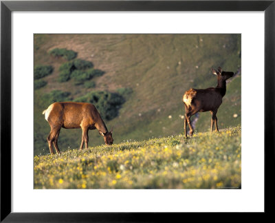 Two Deer Graze On The Alpine Ridge Trail In The Rocky Mountain National Park, Colorado by Richard Nowitz Pricing Limited Edition Print image