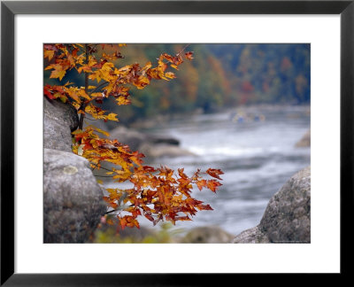 Autumn Hues And Large Boulders Along The Gauley River by Raymond Gehman Pricing Limited Edition Print image